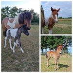 Patty Fleming - @islandpaerd_vum_gaaschtbierg - Instagram