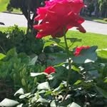 Patsy Fletcher - @patsy.fletcher1 - Instagram