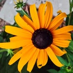 Patsy Fox - @patsyfo449208428 - Instagram