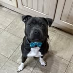 Patsy Fraser - @piguk - Instagram