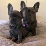 Edina and Patsy - @edinaandpatsythefrenchies - Instagram