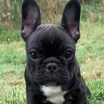 Miss Patsy DJD Hulot - @frenchie_patsy - Instagram