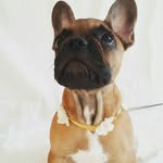 Patsy Alexandra - @patsyalexandrathefrenchie - Instagram