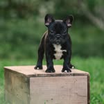Patsy Cline - @patsy_the_frenchie - Instagram