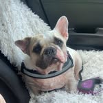 Patsy Mudge - @frenchiepatsy - Instagram