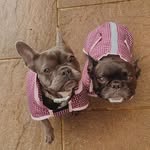PATSY • LILA • ROSIE - @frenchiespatsyandlila - Instagram