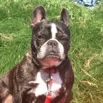 Patsy - @patsythefrenchie - Instagram