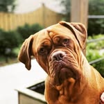 Patsy “Princess” Mac - @patsythefrenchmastiff - Instagram