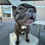 Patsy Rathe - @patsyfrenchie - Instagram
