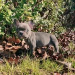 @patsythefrenchbulldog - Instagram