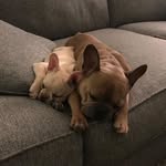 Waylon and Patsy Roane - @waylon_and_patsy_the_frenchies - Instagram