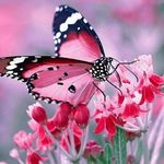 Patsy Garcia - @patsy.garcia.798 - Instagram