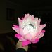 Patsy Gerber - Facebook