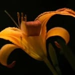 Patty Gibbons - @pattygibbonsvisualarts - Instagram