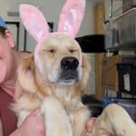 Patsy the Golden - @patsy_pup - Instagram