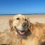 Patsy the Golden ❤️ - @peachy_patsy - Instagram