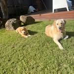 @patsyandnellygoldens - Instagram