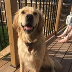 PatsyTheGolden - @patsythegolden - Instagram