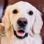 The Golden Patsy - @thegoldenpatsy - Instagram