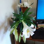 Patty Grace Lowden - @patlowd - Instagram