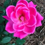 Patsy Griffin - @ppgriffin5 - Instagram