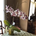 Patsy Gross - @patsy.gross36 - Instagram