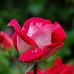 Patty Hatcher - Facebook