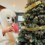 Patsy Poodlehead - @patsypoodlehead - Instagram