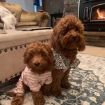 Patty Hess - @sweetlifeofrubyandroxy - Instagram