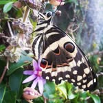 Patsy Hill - @patsyjanehill - Instagram