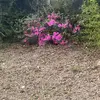 Juliane - @patsy.hodges - TikTok