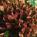 Patsy Hodges - Facebook