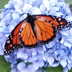 Patty Hudspeth - Facebook