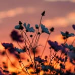 Patsy Jefferson - Facebook