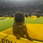Patty Keenan - @peterpan_the_brussels_griffon - Instagram