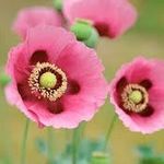 Patricia Lawrence Kirby - @patsy.poppy - Instagram