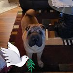 Patsy Kirby - @myarmyboy3 - Instagram