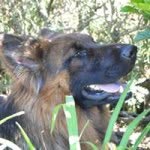 Patsy Kruger - @vom_krugerthaler_gsd - Instagram
