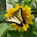 Patty Lange - Facebook