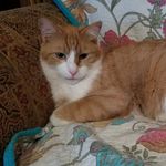 Patsy Larson - @catzforeverz - Instagram