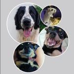 Patty, Max, Lord🐾 e Alice 🐿️ - @mundo_estimalove - Instagram