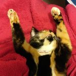 Patsy & Luna - @ystapanul - Instagram