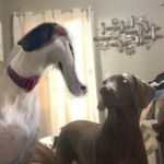 patsy and luna🥰 - @luna_patsy_besties - Instagram