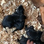 Luther and Patsy - @luther_and_patsy - Instagram
