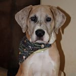 PatsyMay the GreatDane 🎀 - @patsymay2019 - Instagram