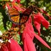 Patsy Mcclanahan - Facebook