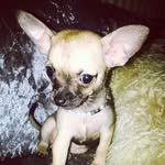 Patsy Mcconnell 💕🐕 🐾 - @princesspuppypatsy - Instagram