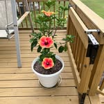 Patsy Medlock - @patsymedlock - Instagram