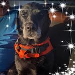 Patsy Meehan - @blacklabjessbigtrip - Instagram