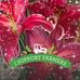 Patsy Metcalf - Facebook